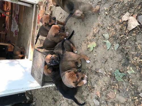 American Bulldog/Rottweiler mix puppies
