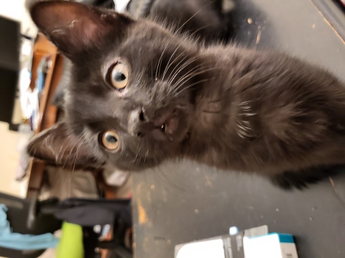 Коты