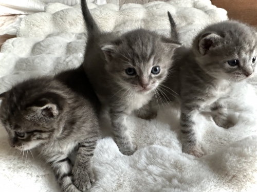 Котята 