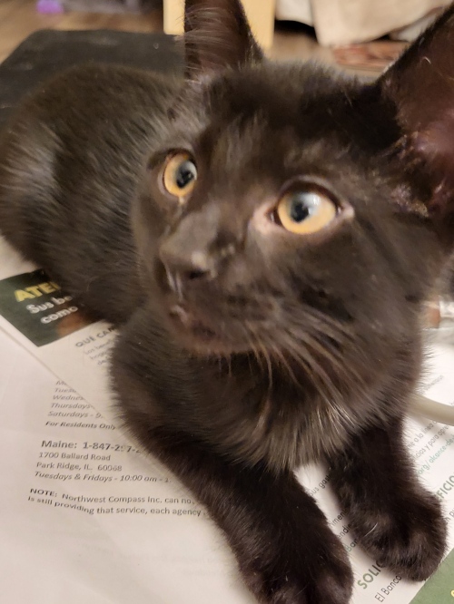 Котята 