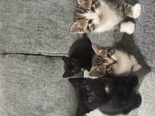 Продаются котята