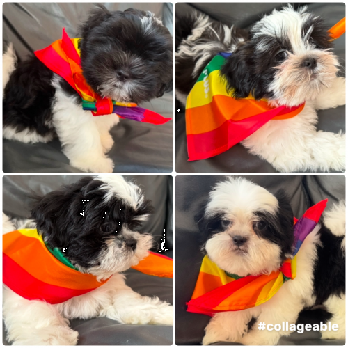 Щенки Шитцу. Puppies Shih Tzu 11 weeks old . 
