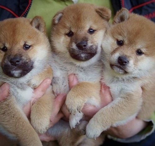 Сиба-ину щенки ( shiba inu puppies) 