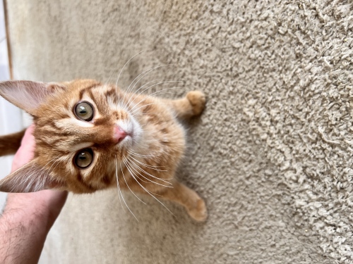 Отдам котенка, девочка. К лотку приучена. 