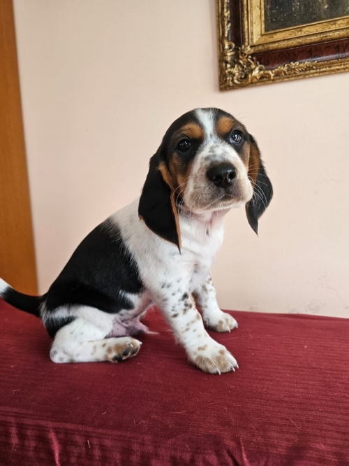 Собаки Beagle продаются 