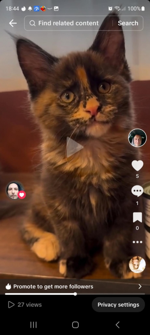 Maine Coon cat