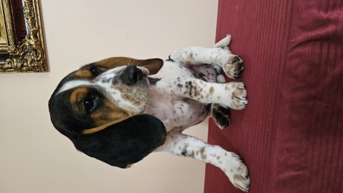 Щенок Бигль  Puppies Beagle 