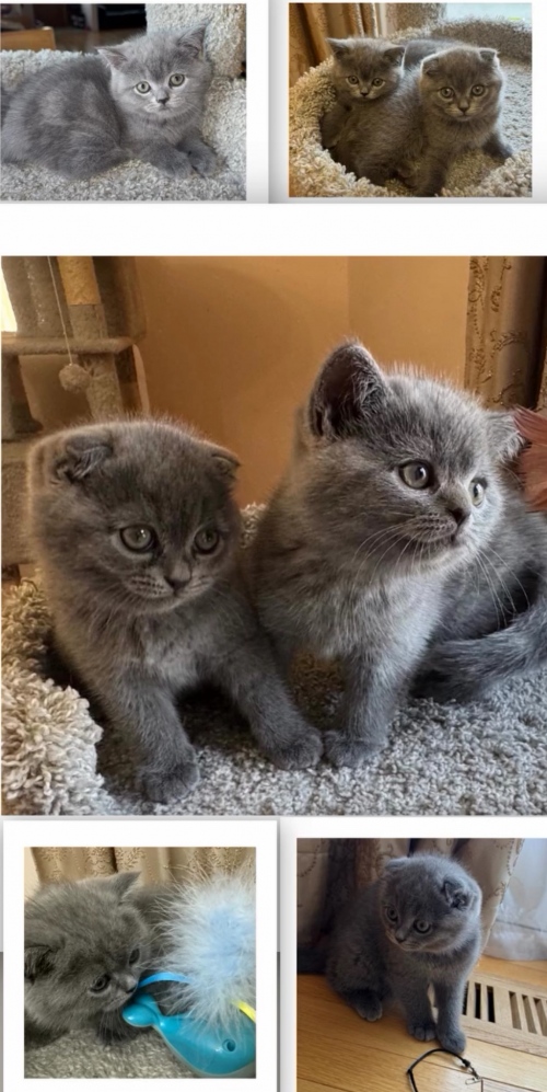 Scottish kittens 