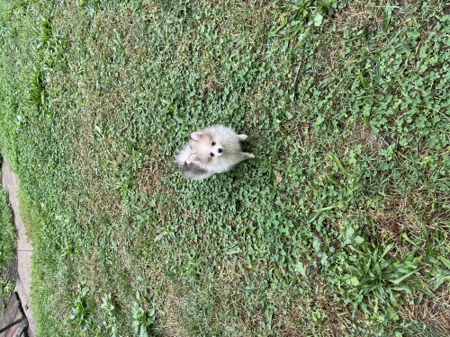Щенки померанского шпица ! Pomeranian puppies! 