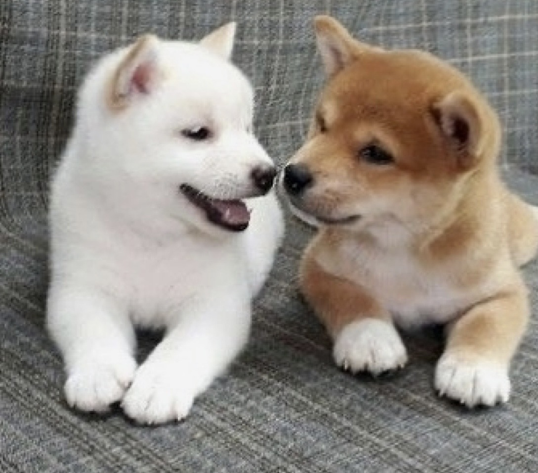 Продаются щенки Сиба Ину ! Shiba Inu puppies 🐶!!!